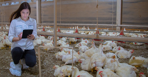 As principais causas na queda da produção avícola